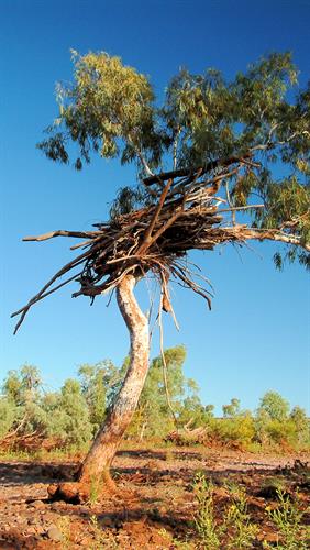 Debris in Tree, Pilbara, WA.